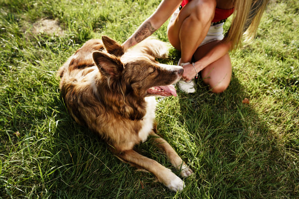 cane sul prato con leducatore 2